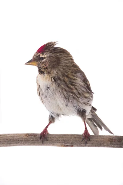 Female Common Redpoll (Acanthis flammea) ) — стоковое фото