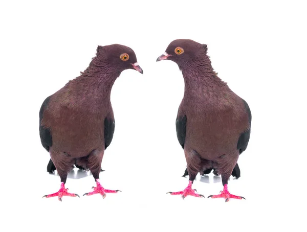 2 つの黒い鳩 — ストック写真