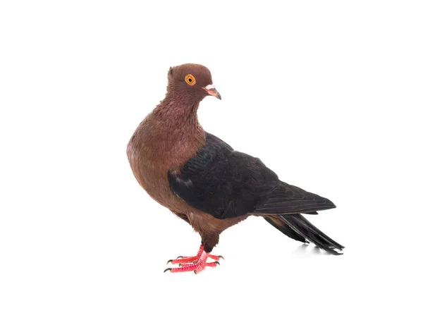 Brown dove on white — Stock Photo, Image