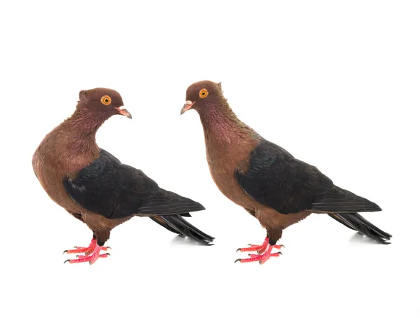 Two brown dove — Stock Photo, Image