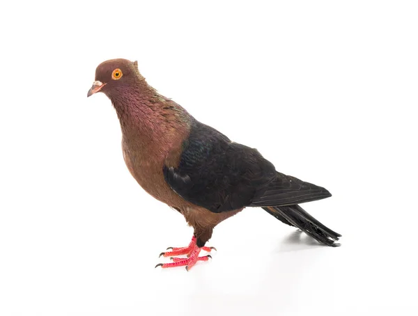 Kahverengi güvercin — Stok fotoğraf
