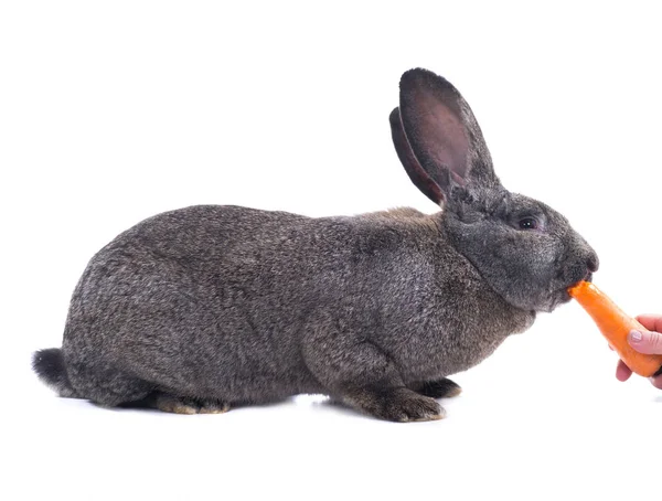 Grey rabbit (ten months old) — Stock Photo, Image
