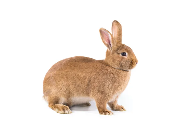 Coniglio bruno (sei mesi) ) — Foto Stock