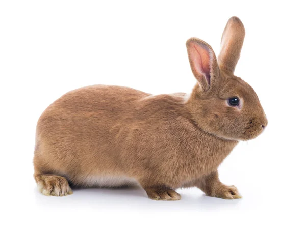 Brun kanin (sex månader gammal) — Stockfoto