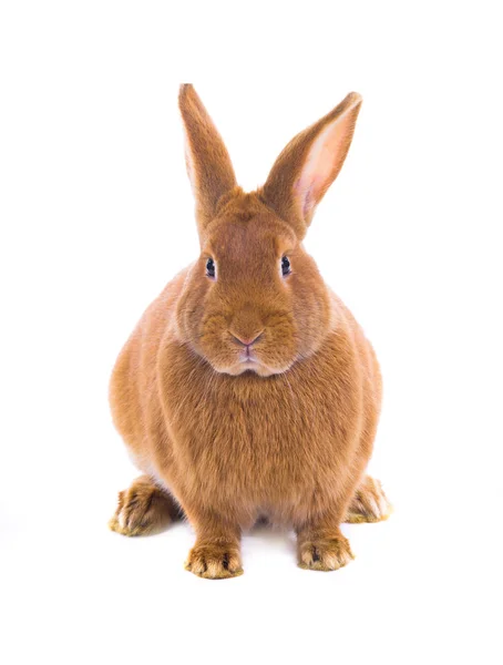 茶色ウサギ (6 ヶ月前) — ストック写真