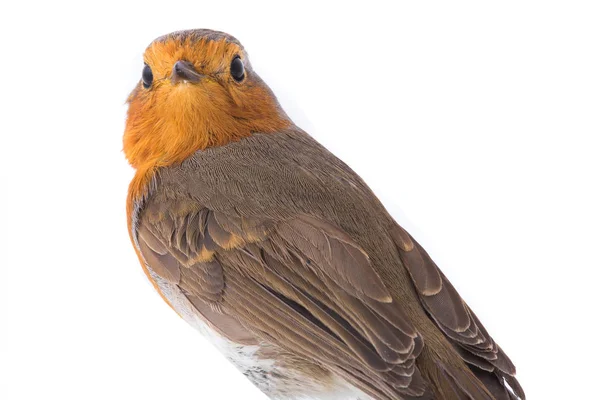 Retrato europeo robin (Erithacus rubecula ) —  Fotos de Stock