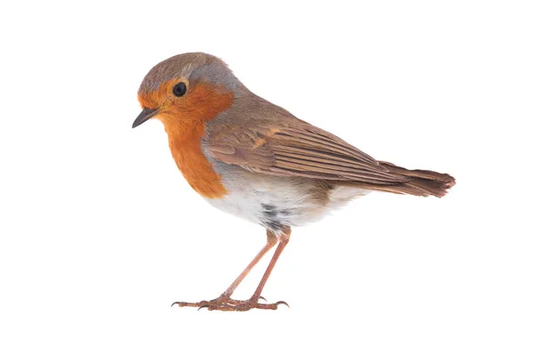 Robin europeu (Erithacus rubecula) — Fotografia de Stock