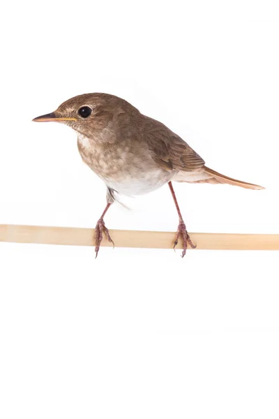 Usignolo (Luscinia luscinia) su un bianco — Foto Stock