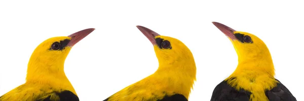 Портреты Eurasian Golden Oriole — стоковое фото