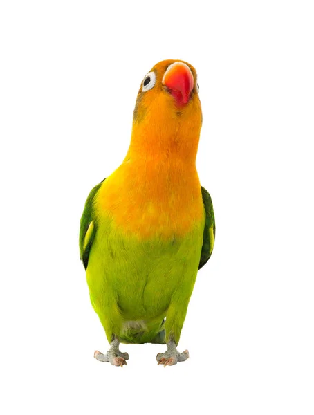 Fischeri cennet papağanı papağan — Stok fotoğraf
