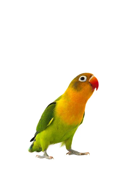 Fischeri lovebird — Stock Photo, Image