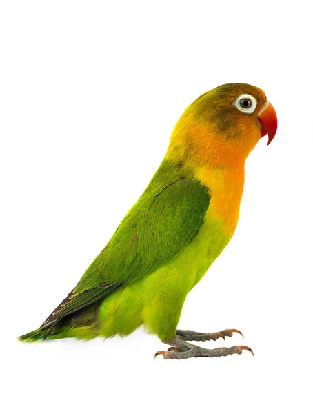 Fischeri невеликий папуга — стокове фото