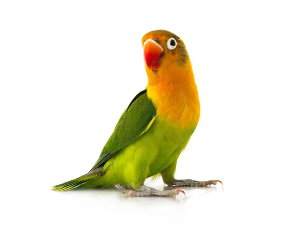 Fischeri невеликий папуга — стокове фото