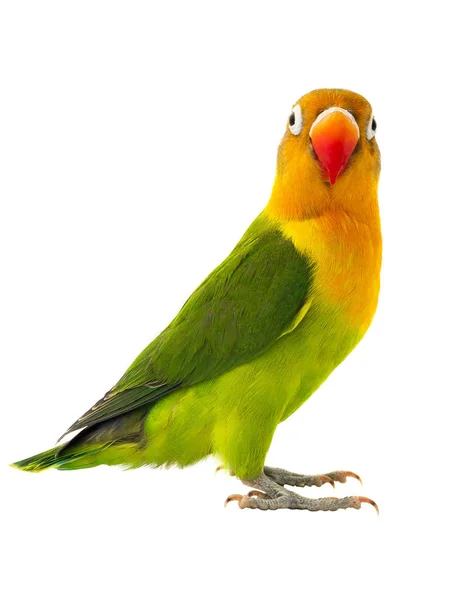 Real-time lovebird — Stock fotografie