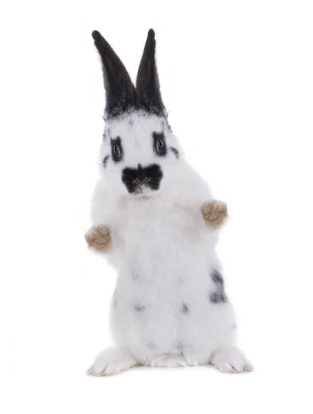 Weißes Kaninchen auf weiß — Stockfoto