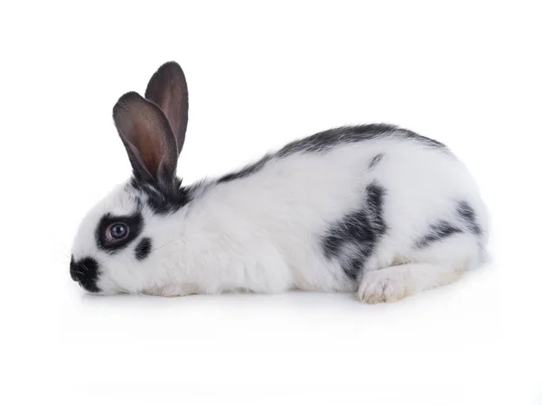 Beyaz beyaz tavşan — Stok fotoğraf