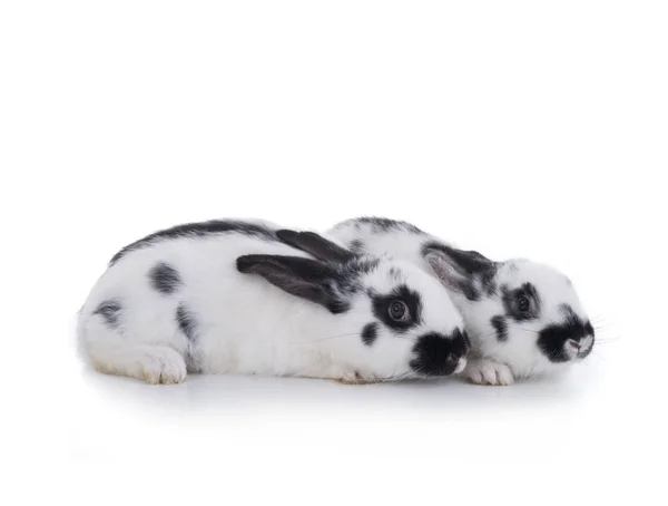 Two white rabbits — Stock Photo, Image