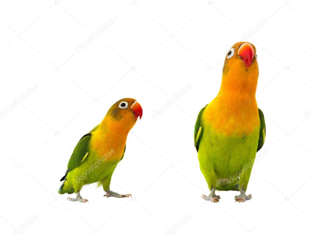  fischeri lovebirds