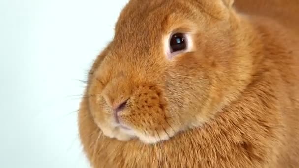 Portrait Rabbit White Screen Six Months Old — Stock Video