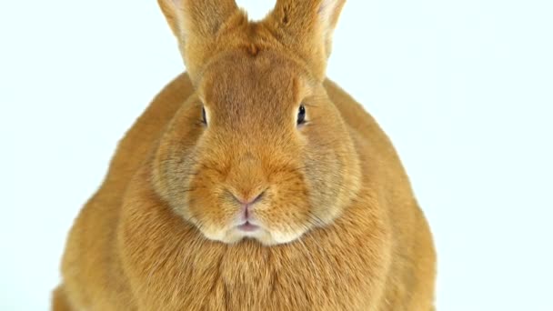 白色屏幕上的兔子肖像 六月大 — 图库视频影像