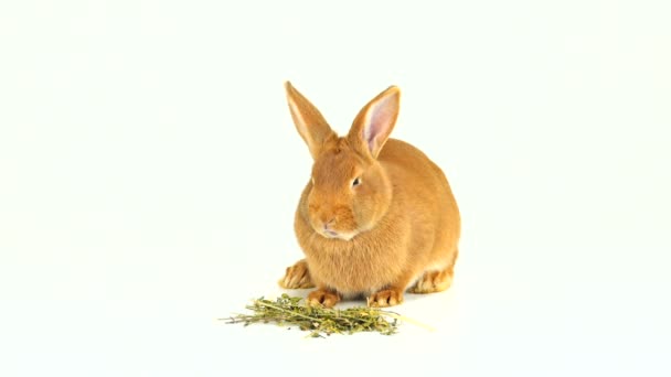 Kaninchen frisst Heu auf weißem Bildschirm (sechs Monate alt))