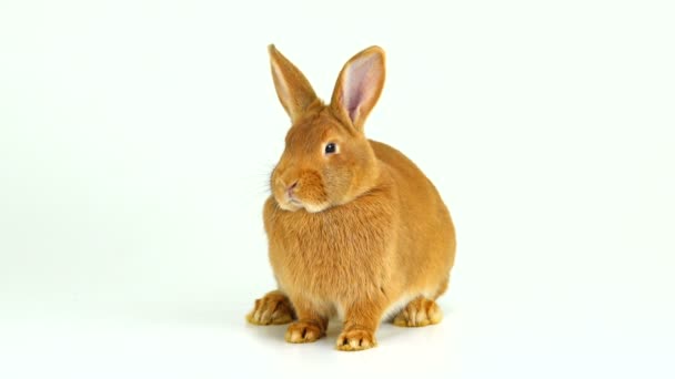 Conejo Está Sentado Una Pantalla Blanca Seis Meses Edad — Vídeos de Stock