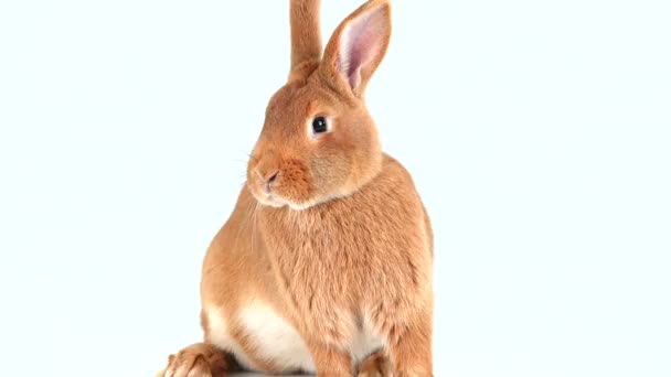 Conejo Está Sentado Una Pantalla Blanca Seis Meses Edad — Vídeo de stock