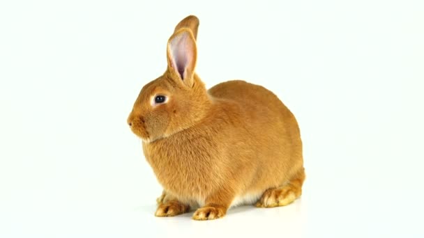 Conejo Marrón Está Sentado Una Pantalla Blanca Seis Meses Edad — Vídeo de stock