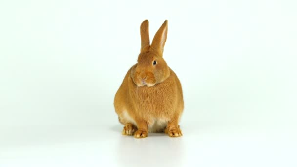 Kaninchen Sitzt Auf Einem Weißen Bildschirm Sechs Monate Alt — Stockvideo