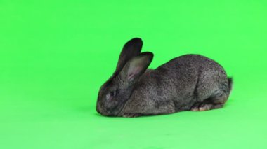 yeşil ekran (on aylık) studio vurdu izole gri tavşan hamle