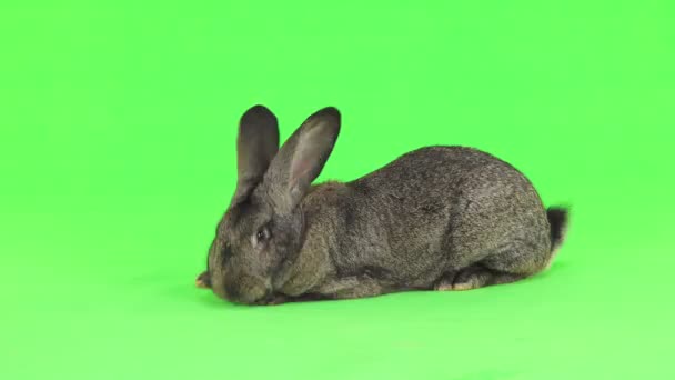 Grey Rabbit Moves Isolated Green Screen Ten Months Old Studio — Stock Video