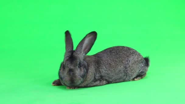 Сірий Кролик Рухається Ізольовано Зеленому Екрані Десять Місяців Студійний Знімок — стокове відео