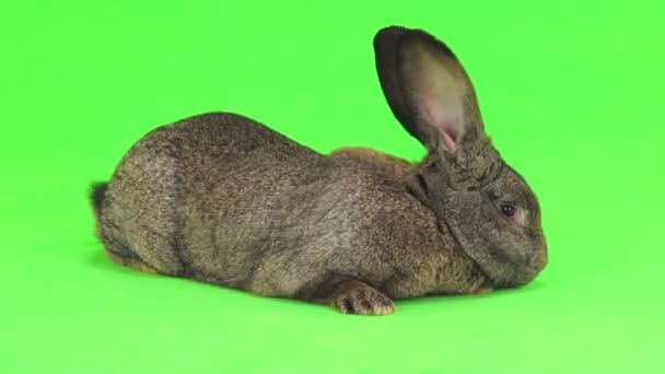 Grey Rabbit Moves Isolated Green Screen Ten Months Old Studio — Stock Video