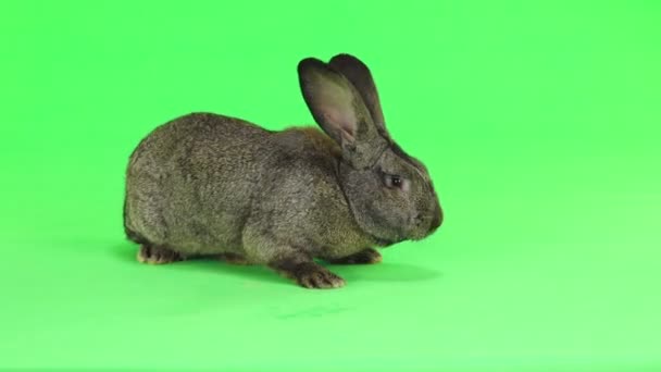 Grey Rabbit Moves Isolated Green Screen Ten Months Old Studio — Stock Video