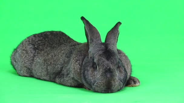 Grey Rabbit Isolated Green Screen Ten Months Old Studio Shot — Stock Video