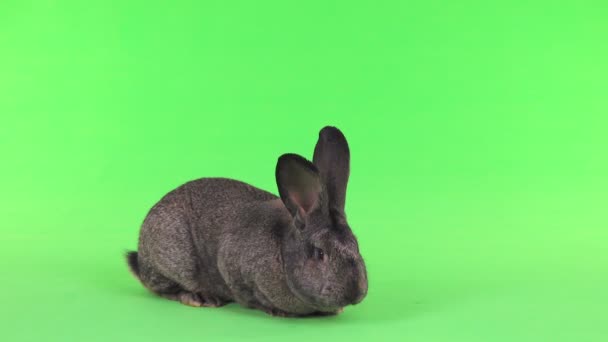 Coelho Cinzento Isolado Tela Verde Dez Meses Idade — Vídeo de Stock