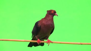 bir ağaç dalı yeşil bir ekran üzerinde oturan güvercin