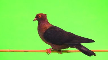 bir ağaç dalı yeşil bir ekran üzerinde oturan güvercin