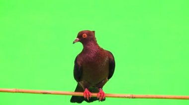 bir ağaç dalı yeşil bir ekran üzerinde oturan güvercin