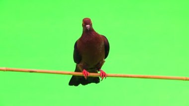 bir ağaç dalı yeşil bir ekran üzerinde oturan güvercin