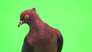 yeşil bir ekran üzerinde bir güvercin portresi
