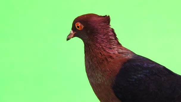 Portrait Pigeon Green Screen — Stock Video