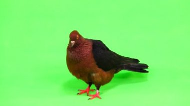 Güvercin taşır ve yeşil ekranda ekranın bırakır