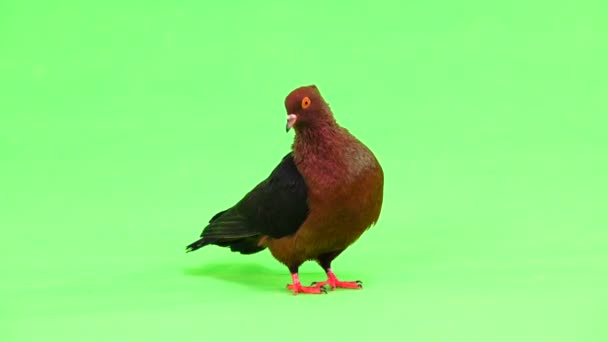 Brown Pigeon Green Screen — Stock Video