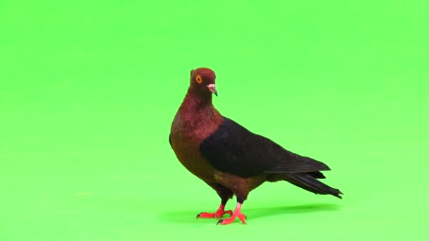 Brown Pigeon Green Screen — Stock Video