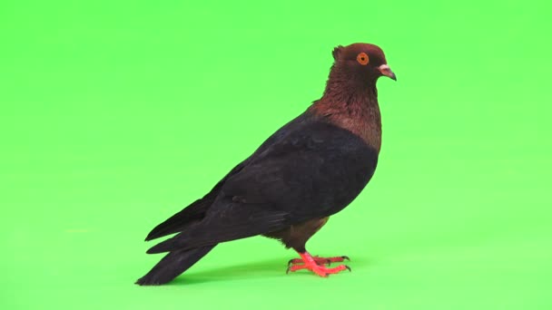 Bir Güvercin Yeşil Bir Ekran Üzerinde Profili — Stok video