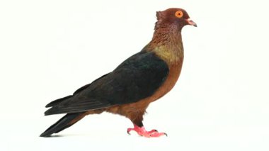 Bir güvercin beyaz bir ekran üzerinde profili