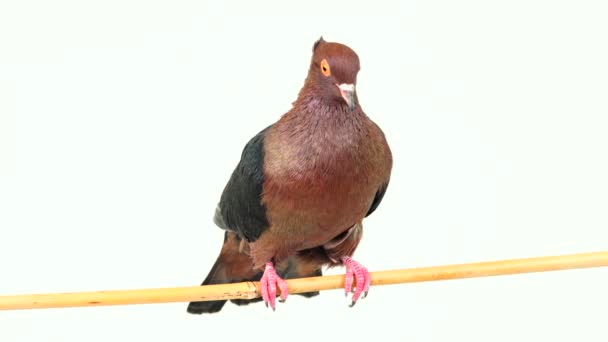Pigeon Assis Sur Une Branche Arbre Sur Écran Blanc — Video