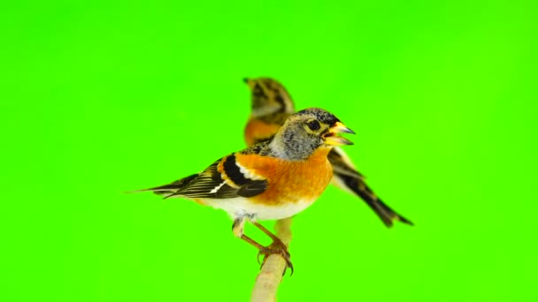 deux Brambling (Fringilla montifringilla) assis sur une branche isolée sur un écran vert 