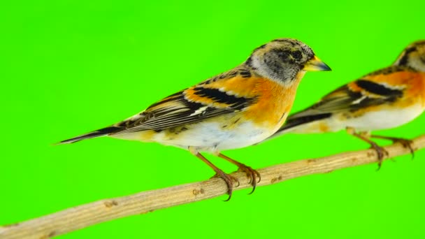 Twee Keep Fringilla Montifringilla Zit Een Tak Vliegen Weg Geïsoleerd — Stockvideo